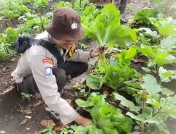 Pekarangan Bergizi Binaan Pak Bhabin Jadi Wisata Pasar Tangguh, Sensasi Petik Sawi di KTS Karangrejo Jember