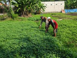 Pemanfaatan Lahan Kosong untuk Ketahanan Pangan, Polsek Wonoayu Tinjau Progres Pekarangan Bergizi di Desa Lambangan