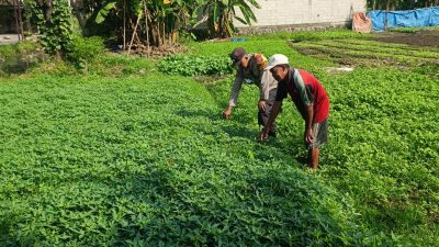 Pemanfaatan Lahan Kosong untuk Ketahanan Pangan, Polsek Wonoayu Tinjau Progres Pekarangan Bergizi di Desa Lambangan