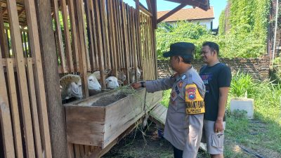 Pemanfaatan Lahan Kosong untuk Peternakan Kambing Etawa di Desa Jemundo Dukung Program Ketahanan Pangan