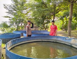 Pemanfaatan Lahan P2B untuk Budidaya Ikan Lele di Desa Krembangan Terpantau Berhasil