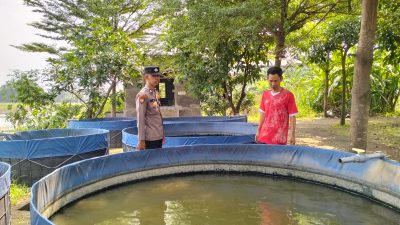 Pemanfaatan Lahan P2B untuk Budidaya Ikan Lele di Desa Krembangan Terpantau Berhasil