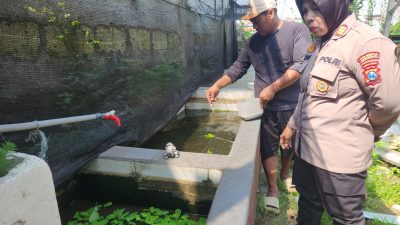 Perkuat Ketahanan Pangan, Polsek Gedangan Ajak Warga Optimalkan Budidaya Lele