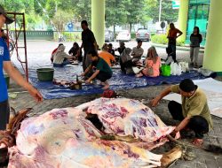 Perum Perhutani Divisi Regional Jawa Timur Laksanakan Penyembelih Hewan Qurban