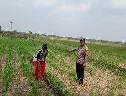 Petani Desa Seketi Diedukasi Tentang Perawatan Lahan Jagung Demi Sukseskan Program Ketahanan Pangan Nasional