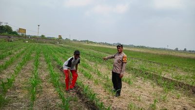Petani Desa Seketi Diedukasi Tentang Perawatan Lahan Jagung Demi Sukseskan Program Ketahanan Pangan Nasional