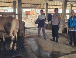 Peternakan Sapi di Desa Karangtanjung Candi Turut Topang Ketahanan Pangan