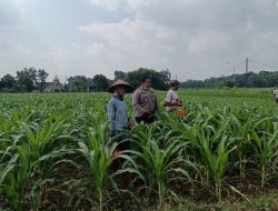 Polisi Ajak Petani Tingkatkan Panen Jagung