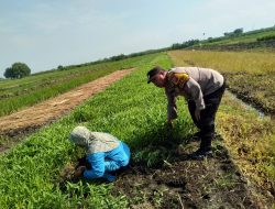 Polisi Cinta Petani, Aiptu Ismail Tinjau Lahan Ketahanan Pangan di Pangkemiri