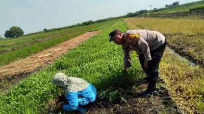 Polisi Cinta Petani, Aiptu Ismail Tinjau Lahan Ketahanan Pangan di Pangkemiri