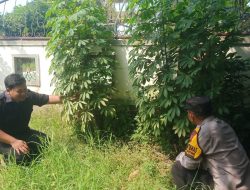 Polisi Cinta Petani, Aiptu Ridwan Dorong Pemanfaatan Pekarangan untuk Swasembada Pangan