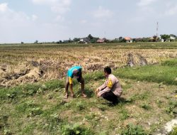 Polisi Cinta Petani, Bhabinkamtibmas Desa Jiken Dukung Ketahanan Pangan Bergizi di Sidoarjo