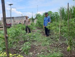 Polisi Cinta Petani, Bhabinkamtibmas Desa Kemantren Edukasi Petani Terong untuk Ketahanan Pangan