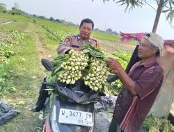 Polisi Cinta Petani, Bhabinkamtibmas Jiken Tinjau Lahan Sayur Warga