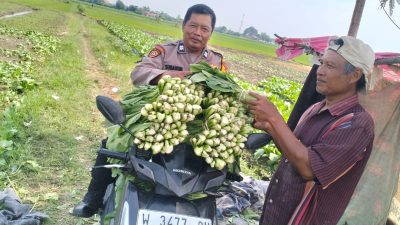 Polisi Cinta Petani, Bhabinkamtibmas Jiken Tinjau Lahan Sayur Warga