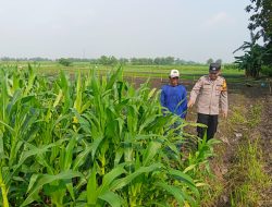Polisi Cinta Petani, Polsek Krembung Cek Lahan Jagung