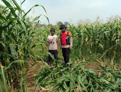 Polisi Cinta Petani dari Polsek Balongbendo, Dampingi Ketahanan Pangan Tanaman Jagung