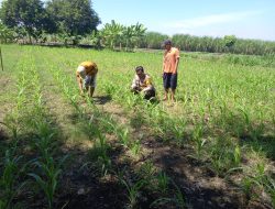 Polisi Peduli, Kanit Binmas Polsek Krembung Dampingi Perawatan Jagung di Desa Lemujut
