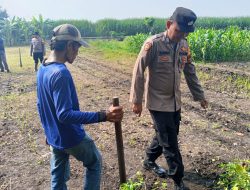 Polisi Peduli Petani, Anggota Polsek Krembung Turun ke Sawah Bantu Tanam Jagung