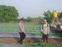 Polisi dan Warga Optimalkan Lahan Melon untuk Ketahanan Pangan di Desa Kolopo Sepuluh Sukodono