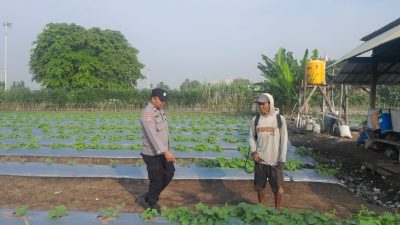 Polisi dan Warga Optimalkan Lahan Melon untuk Ketahanan Pangan di Desa Kolopo Sepuluh Sukodono