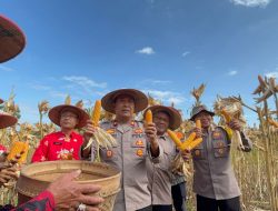 Polres Wonogiri Dukung Ketahanan Pangan Lewat Pendampingan Panen Jagung di Jatipurno