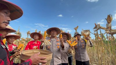Polres Wonogiri Dukung Ketahanan Pangan Lewat Pendampingan Panen Jagung di Jatipurno