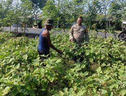 Polri Dorong Ketahanan Pangan Bergizi di Desa Panggreh Sidoarjo