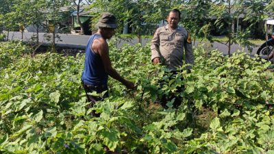 Polri Dorong Ketahanan Pangan Bergizi di Desa Panggreh Sidoarjo
