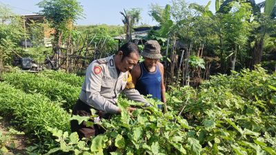 Polri dan Warga Tambak Kalisogo Bersinergi Perkuat Ketahanan Pangan Lewat Pekarangan Sayur