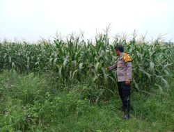 Polsek Krembung Dampingi Petani Rawat Jagung Dongkrak Swasembada Pangan Mandiri