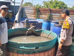 Polsek Krembung Dukung Swasembada Pangan, Dampingi Budidaya Lele di Desa Ploso