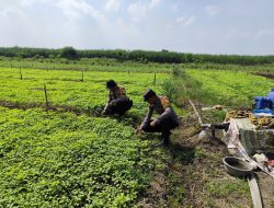 Polsek Krembung Dukung Swasembada Pangan, Polisi Turun ke Lahan P2B Desa Lemujut