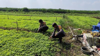 Polsek Krembung Dukung Swasembada Pangan, Polisi Turun ke Lahan P2B Desa Lemujut