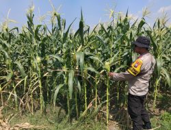 Polsek Krembung Lakukan Peninjauan Lahan Jagung di Desa Wonomlati Topang Swasembada Pangan Mandiri
