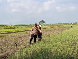 Polsek Krembung Optimalkan Ketahanan Pangan Lewat Pendampingan Budidaya Bawang Merah di Desa Lemujut