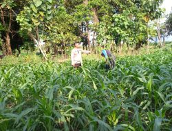 Polsek Krembung Turun Langsung Masifkan Polisi Cinta Petani di Lahan Ketahanan Pangan Desa Lemujut