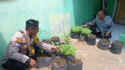 Polsek Krembung dan Pemdes Lemujut Rawat Tanaman Cabai untuk Wujudkan Swasembada Pangan