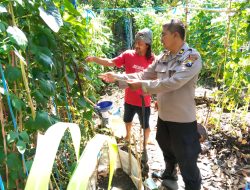 Polsek Porong Optimalisasi Ketahanan Pangan Lewat Program P2B di Desa Wunut