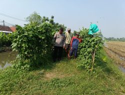 Polsek Porong Tinjau Ketahanan Pangan P2B di Lahan Sungai Desa Lajuk