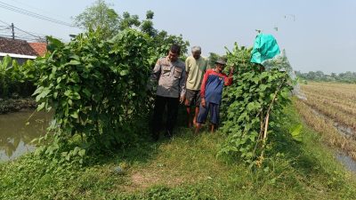 Polsek Porong Tinjau Ketahanan Pangan P2B di Lahan Sungai Desa Lajuk