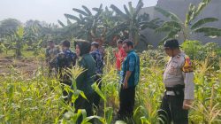Polsek Sedati Pantau Lahan P2B, Optimalkan Penanaman Jagung untuk Ketahanan Pangan