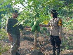 Polsek Taman Dampingi Penanaman Pepaya, Wujud Ketahanan Pangan Polresta Sidoarjo di Desa Gilang