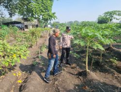 Polsek Taman Pacu Ketahanan Pangan, Optimalkan Perkembangan Tanaman Pepaya Warga Kedungturo