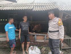 Polsek Tanggulangin Aktif Giatkan Katahanan Pangan, Bripka Candra Cek Lahan Peternakan Warga Desa Putat