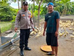 Bhabinkamtibmas Ketapang Polsek Tanggulangin Tinjau Lahan Peternak Bebek untuk Ketahanan Pangan Bergizi