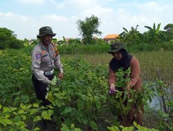 Polsek Tanggulangin Dorong Ketahanan Pangan Bergizi, Melalui Bhabinkamtibmas Turun Langsung ke Pekarangan Warga