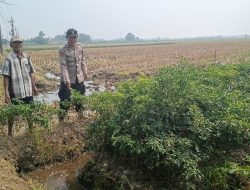 Polsek Tarik Gencarkan Sambang Desa, Dampingi Petani Cabai