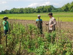 Polsek Tarik Patroli Ketahanan Pangan di Desa Mliriprowo, Cek Tanaman Tomat