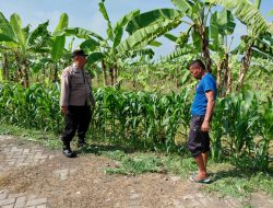 Polsek Tulangan Dampingi Warga Upayakan Hasil Optimal Pada Tanaman Jagung